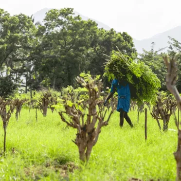 Harvesting moringa leaves at our partner farm