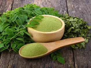 Fresh moringa tree leaves used in bulk organic moringa powder
