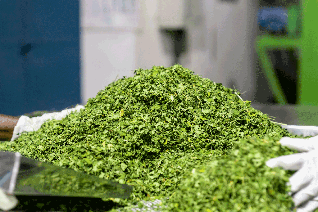 Moringa Dried Tea (Organic)