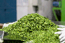 Moringa Dried Tea (Organic)
