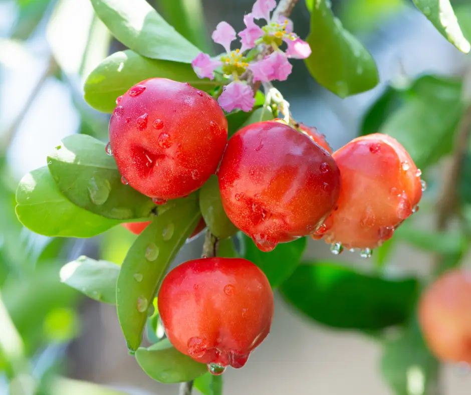 Conventional Acerola Extract Powder