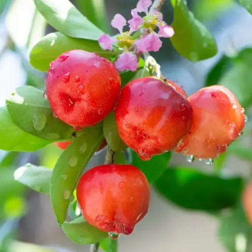 Extracto de Acerola en Polvo (Convencional)