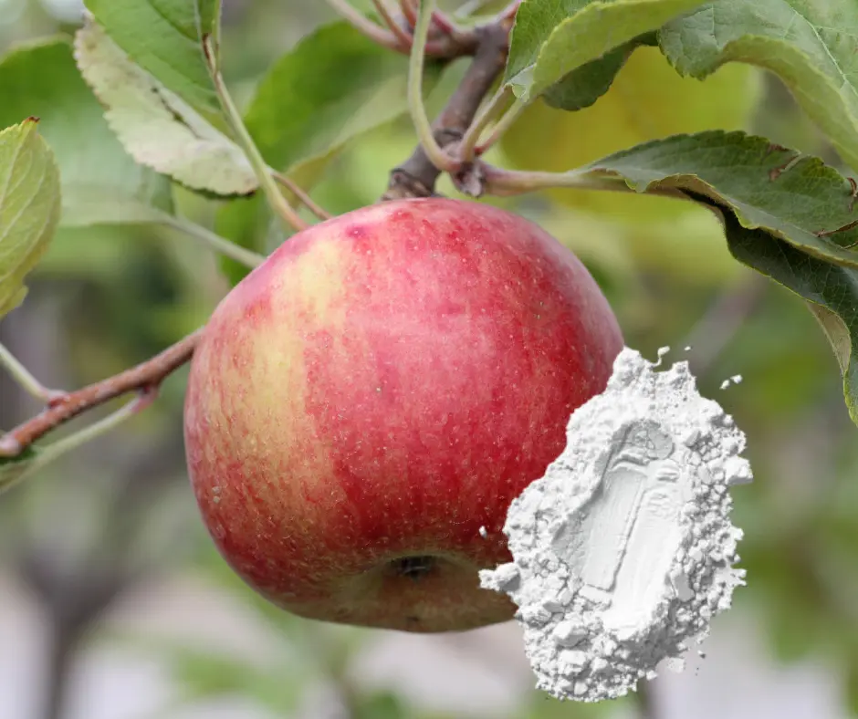 Conventional Apple Extract Powder