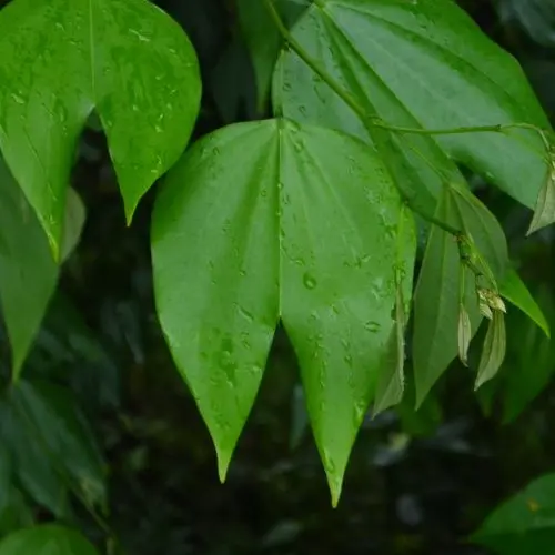 Pata de Vaca Tea (Conventional)