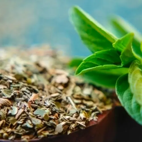 Vana Tulsi Tea (Organic)