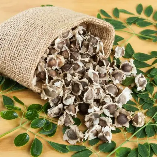 Moringa Seed (PKM-1) (Organic or Conventional)