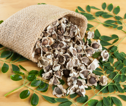 Moringa Seeds (PKM-1)
