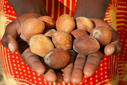 Organic or Conventional Mongongo Oil