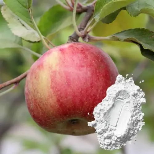 Apple Extract Powder (Conventional)